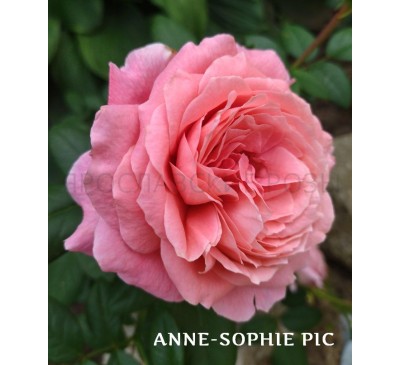 Роза Anne-Sophie Pic