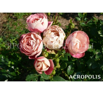 Роза Acropolis