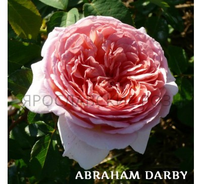 Роза Abraham Darby