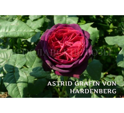 Роза Astrid Grafin von Hardenberg
