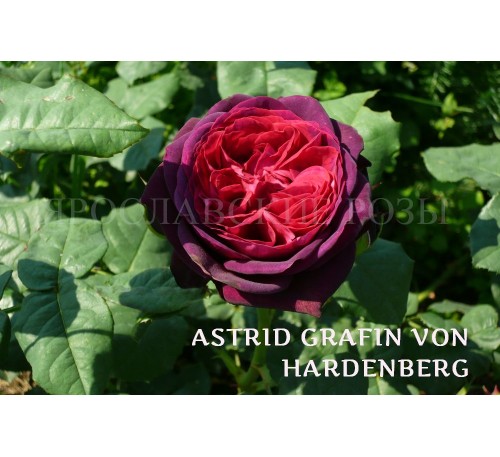 Роза Astrid Grafin von Hardenberg