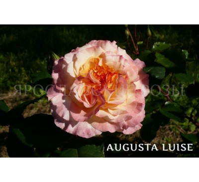 Роза Augusta Luise