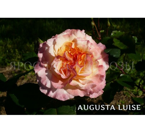 Роза Augusta Luise