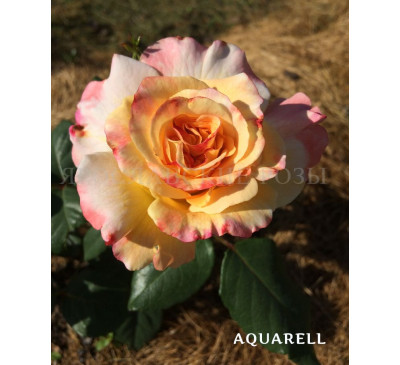 Роза Aquarell