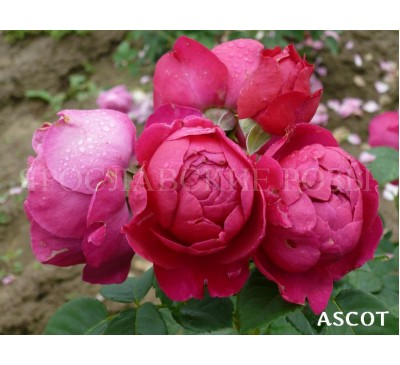Роза Ascot 