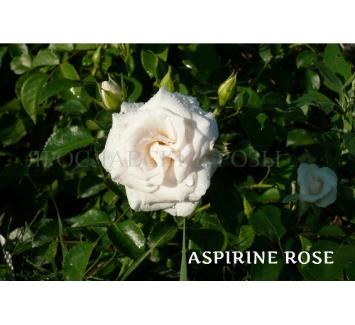 Роза Aspirin Rose