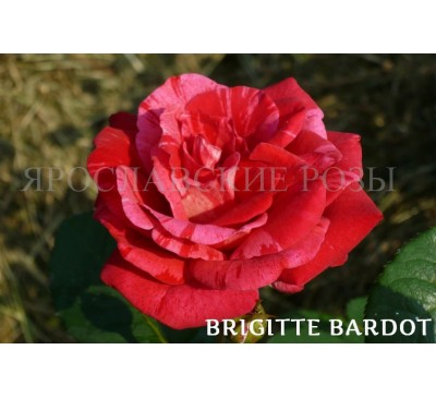 Роза Brigitte Bardot