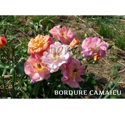 Роза Bordure Camaieu