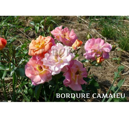 Роза Bordure Camaieu