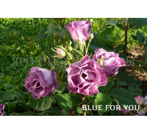 Роза Blue for You