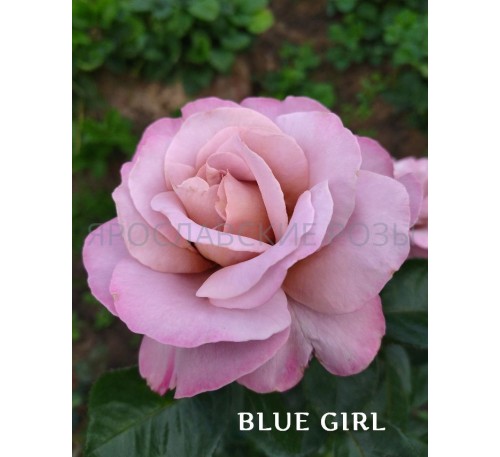Роза Blue Girl