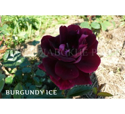 Роза Burgundy Ice