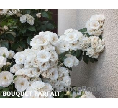 Роза Bouquet Parfait 