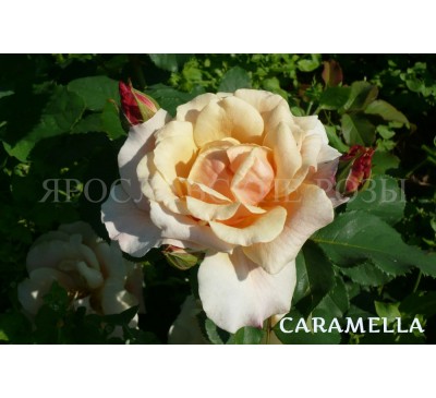 Роза Caramella