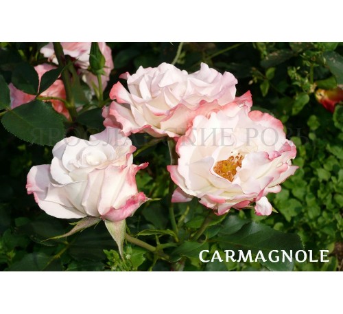 Роза Carmagnole