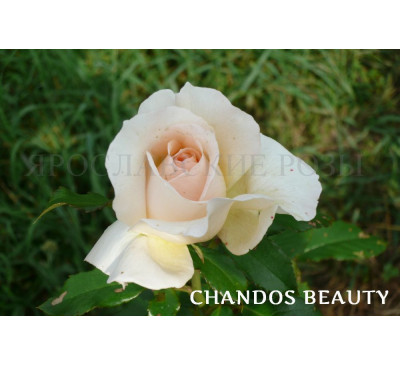 Роза Chandos Beauty 
