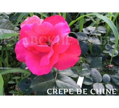 Роза Crepe de Chine