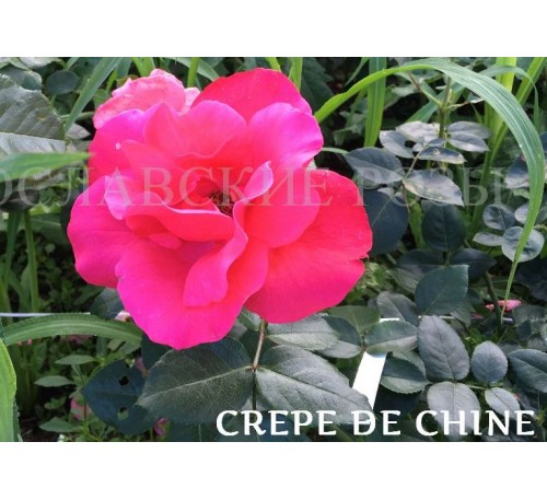 Роза Crepe de Chine