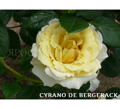 Роза Cyrano de Bergerac