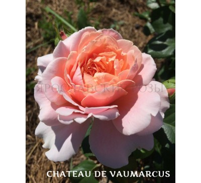 Роза Chateau de Vaumarkus