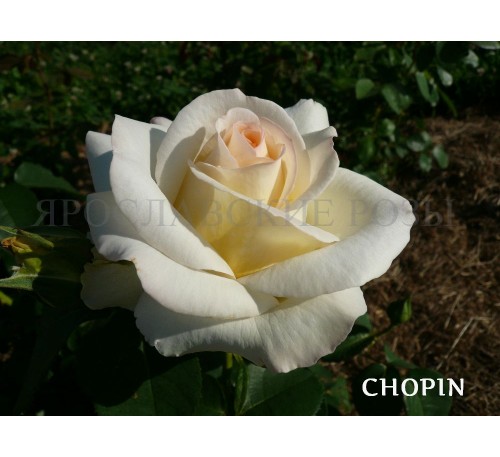 Роза Chopin