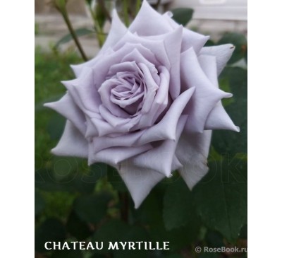 Роза Chateau Myrtille