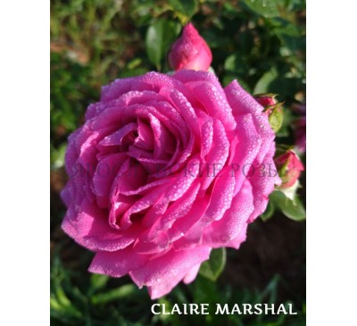 Роза Claire Marshal