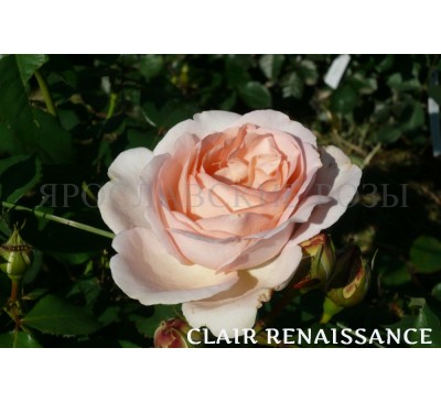Роза Clair Renaissance