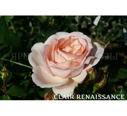 Роза Clair Renaissance