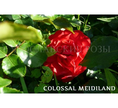 Роза Colossal Meidiland