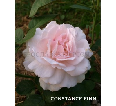 Роза Constance Finn 