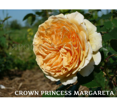 Роза Crown Princess Margareta