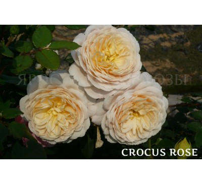 Роза Crocus Rose 