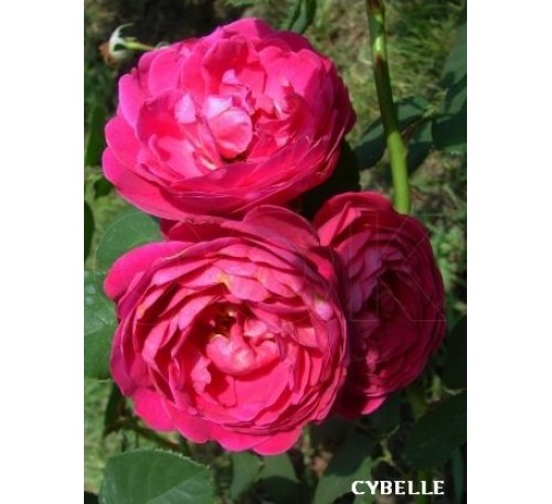 Роза Cybelle