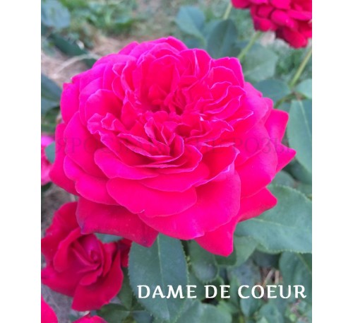 Роза Dame de Coeur