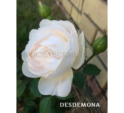 Роза Desdemona