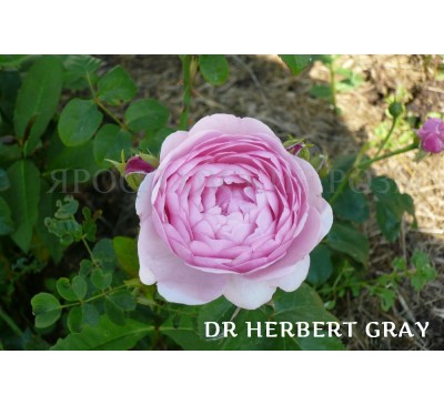 Роза Dr. Herbert Gray
