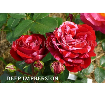 Роза Deep Impression
