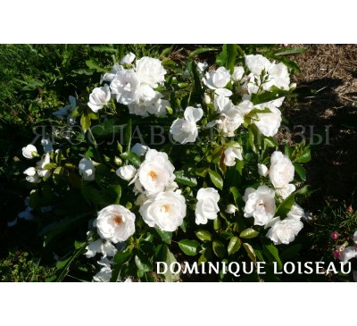 Роза Dominique Loiseau