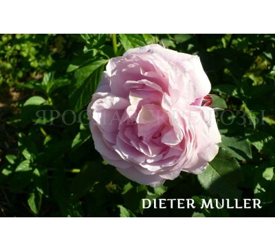 Роза Dieter Muller 