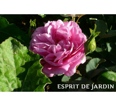 Роза Esprit de Jardin 