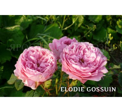 Роза Ellodie Gossuin