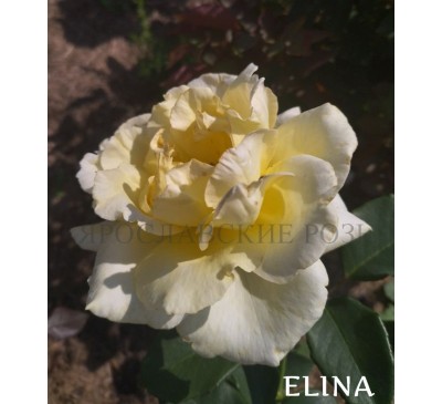 Роза Elina
