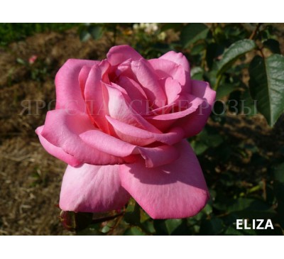 Роза Eliza