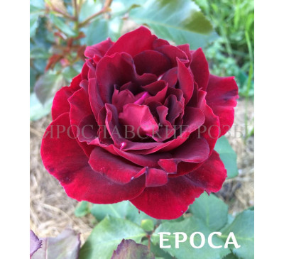 Роза Epoca