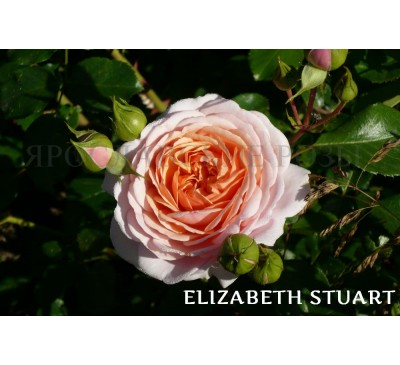 Роза Elizabeth Stuart 