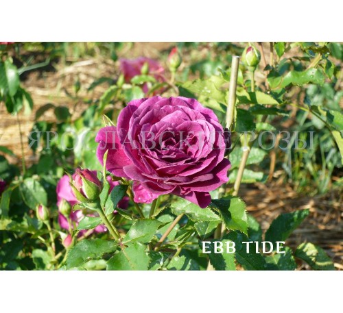Роза Ebb Tide
