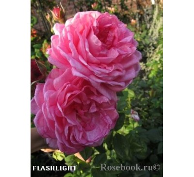 Роза Flashlight