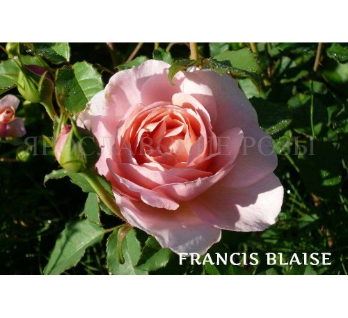 Роза Francis Blaise 