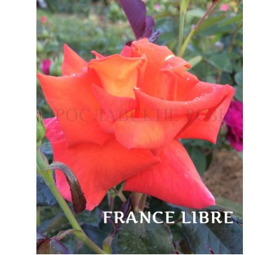 Роза France Libre